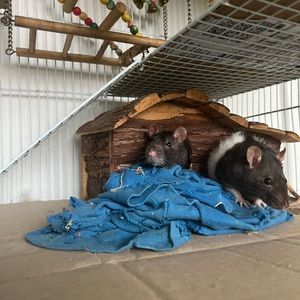 Meet your Posher, Ruby